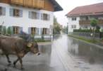 Foto: regennasse Straße. Eine Kuh läuft durchs Dorf