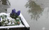 Foto: Blumenkasten vor riesiger Pfütze. Es schneit.