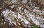 Fotos: Schneereste, Hufspuren, dnnes Eis auf dem Weiher
