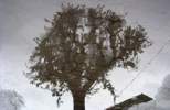 Foto: Spiegelung Baum in Regenpftze