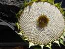 Foto: verblhte Sonnenblume
