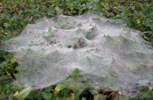 Foto: Spinnweben mit Wassertrpfchen