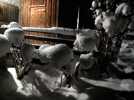 Foto: verschneite Bsche im Stalllicht