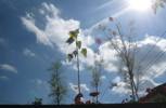 Foto: Balkonpflenzen gegen Cumulushimmel