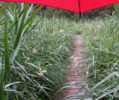 Fotos: Steg im Schilf am Weiher im Regen