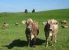 Foto: Kühe auf der Weide