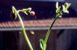 Foto: Spinne auf Balkonblume