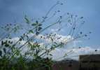 Foto: Balkonpflanzen vor Cumulushimmel